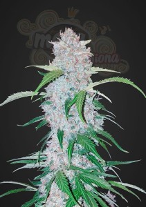 FASTBUDS - Six Shooter Auto