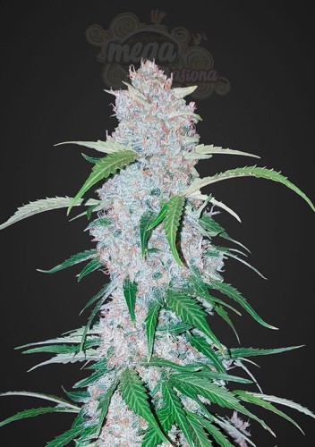 FASTBUDS - Six Shooter Auto
