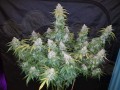 FASTBUDS - Six Shooter Auto