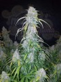 FASTBUDS - Six Shooter Auto