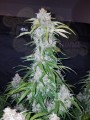 FASTBUDS - Six Shooter Auto
