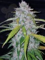FASTBUDS - Six Shooter Auto