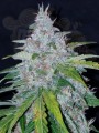 FASTBUDS - Six Shooter Auto