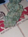 FASTBUDS - Six Shooter Auto