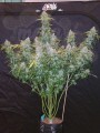 FASTBUDS - Six Shooter Auto