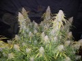 FASTBUDS - Six Shooter Auto