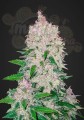 FASTBUDS - Stardawg Auto