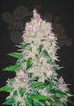 FASTBUDS - Stardawg Auto