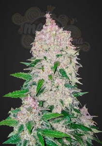 FASTBUDS - Stardawg Auto