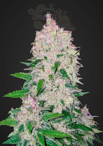 FASTBUDS - Stardawg Auto