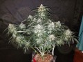 FASTBUDS - Stardawg Auto