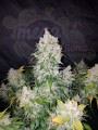 FASTBUDS - Stardawg Auto