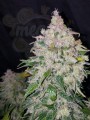 FASTBUDS - Stardawg Auto