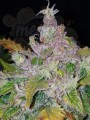 FASTBUDS - Stardawg Auto