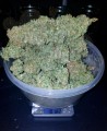 FASTBUDS - Stardawg Auto