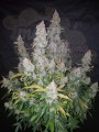 FASTBUDS - Stardawg Auto