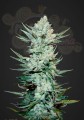 FASTBUDS - Tangie Auto