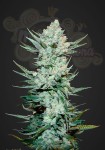 FASTBUDS - Tangie Auto