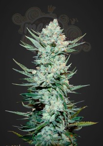 FASTBUDS - Tangie Auto