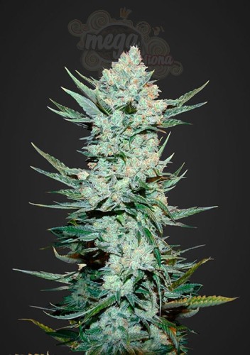 FASTBUDS - Tangie Auto