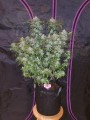 FASTBUDS - Tangie Auto