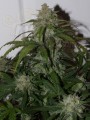 FASTBUDS - Tangie Auto