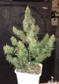 FASTBUDS - Tangie Auto
