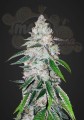 FASTBUDS - West Coast OG Auto