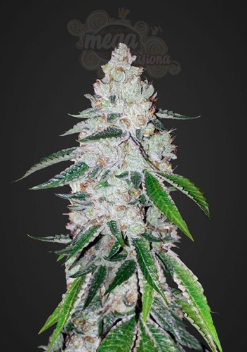 FASTBUDS - West Coast OG Auto
