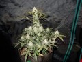 FASTBUDS - West Coast OG Auto