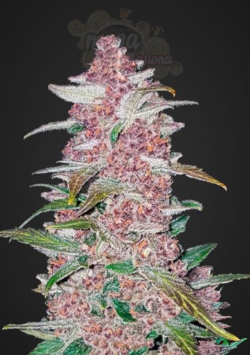 FASTBUDS - Lemon AK Auto