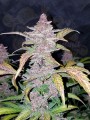FASTBUDS - Lemon AK Auto