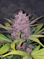 FASTBUDS - Lemon AK Auto