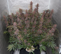 FASTBUDS - Lemon AK Auto