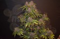 FASTBUDS - Lemon AK Auto