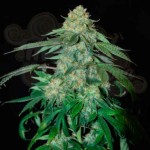 OG Kush