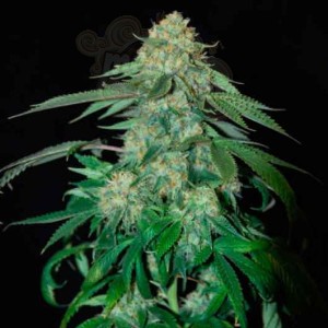OG Kush