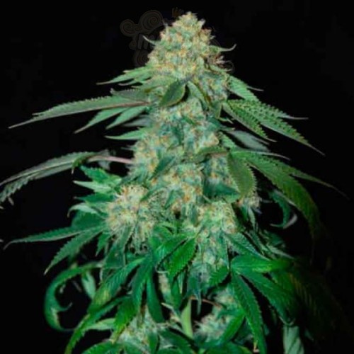 OG Kush