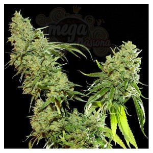 RESIN SEEDS - Cannatonic