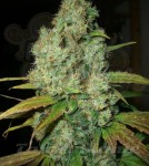 Power Plant Auto