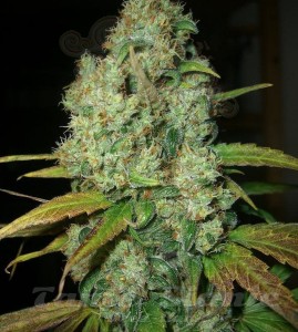 Power Plant Auto