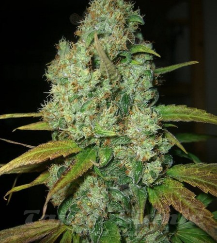 Power Plant Auto