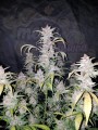 FASTBUDS - Lemon AK Auto