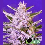 BOMB SEEDS - Ice Bomb