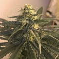 BARNEY'S FARM - Blue Gelato 41