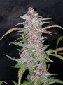 FASTBUDS - Lemon AK Auto
