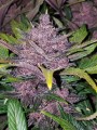 FASTBUDS - Lemon AK Auto