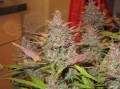 FASTBUDS - Lemon AK Auto