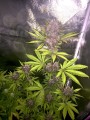 FASTBUDS - Lemon AK Auto