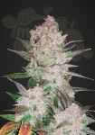 FASTBUDS - Cream Cookies Auto